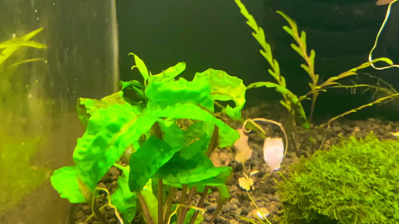 КРИПТОКОРИНА ЗАБАВНАЯ (Cryptocoryne scurrilis)