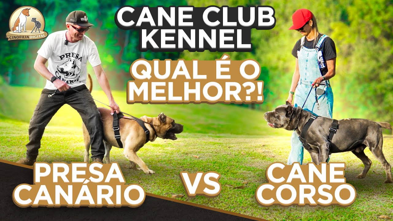 Cane Corso ou Presa Canário? Descubra o Melhor Cão de Guarda | Cinofilia Digital