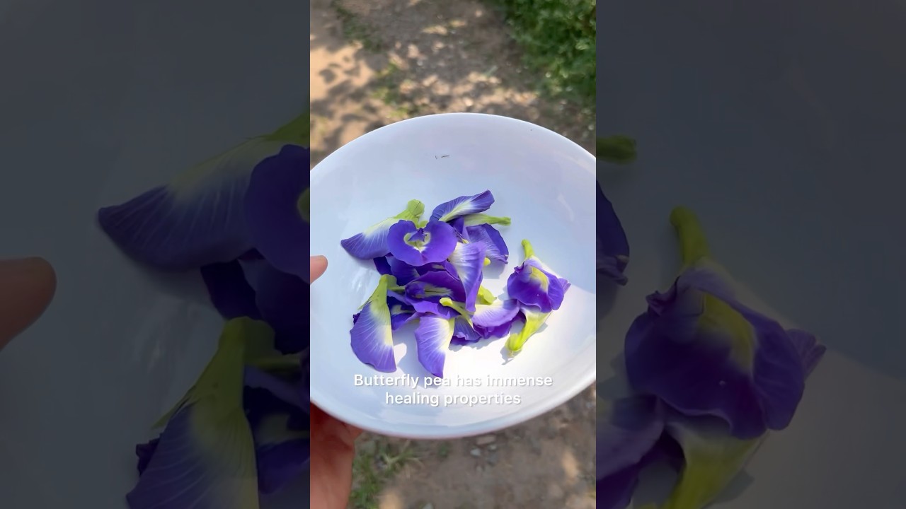 Let&rsquo;s Make Fresh Butterfly Pea Tea! #food #shorts #nature