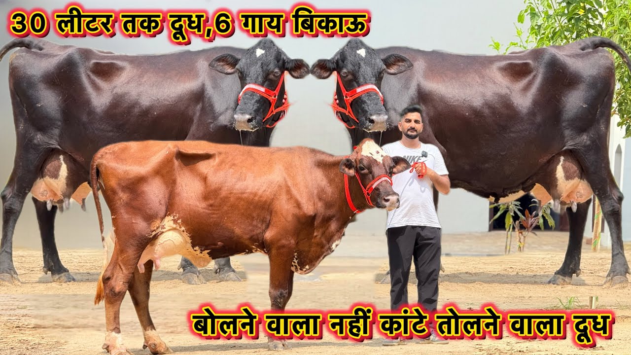 75000 से दाम 👍 30-30 लीटर तक दूध काँटे तोल वाला 👌6  गाय बिकाऊ 👍 Top High Milking Cows For Sale 