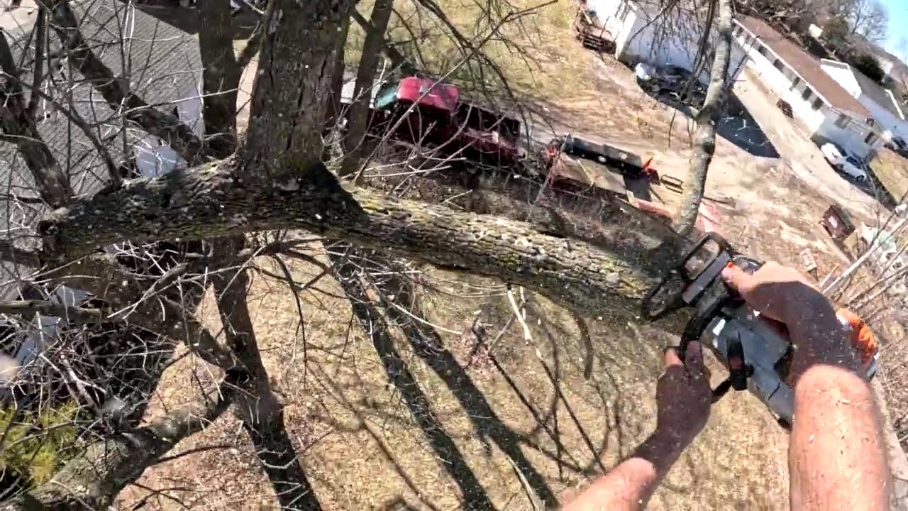 a blessed day in tree work
