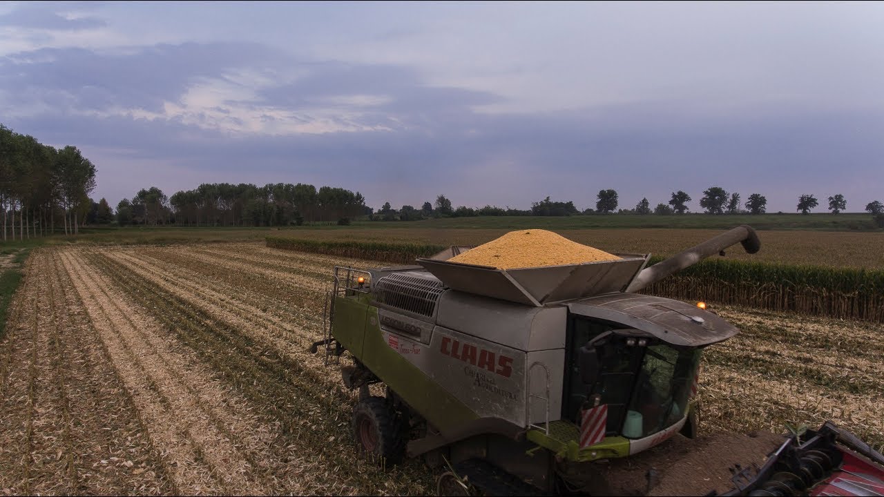 CLAAS Lexion 600 Terra-Trac - High Moisture Corn Harvest for Pigs