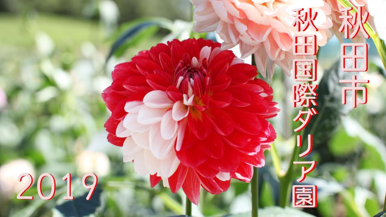 秋田県秋田市 秋田国際ダリア園　４Ｋ　2019/09/17