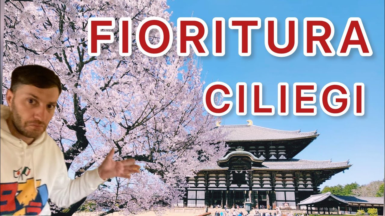 FIORITURA CILIEGI A NARA (GIAPPONE 2023)