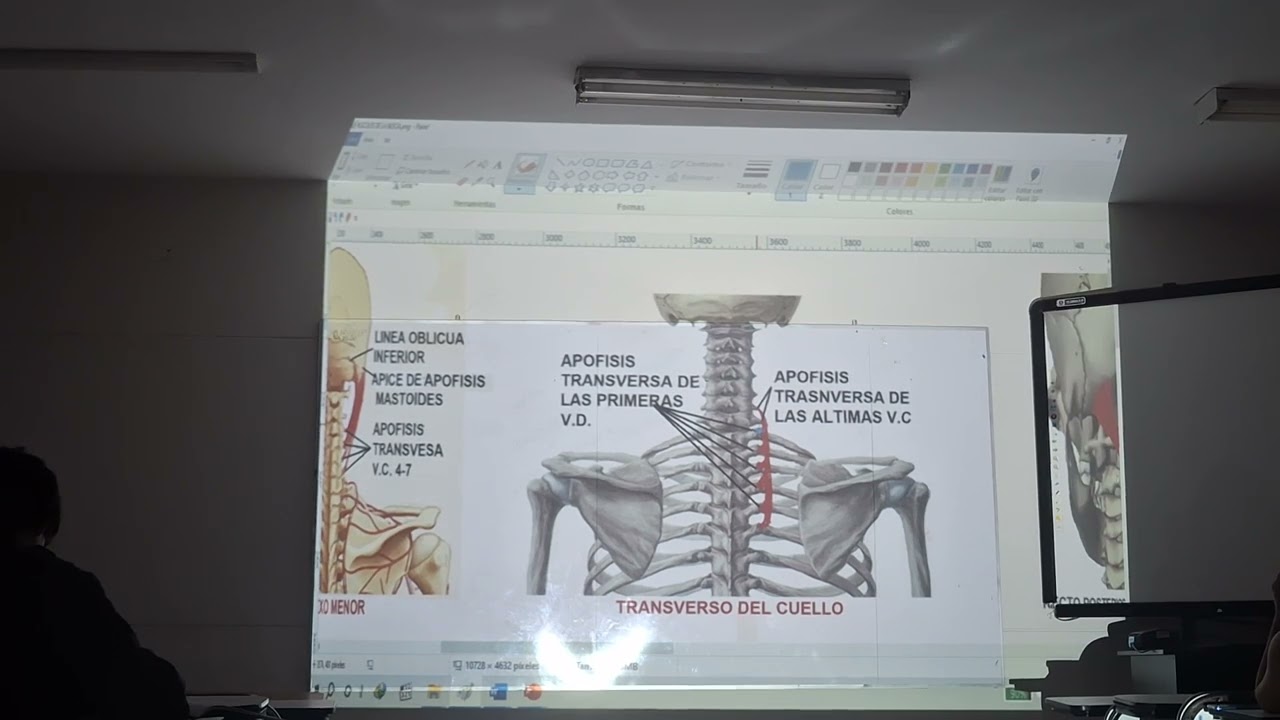 Teoria - Musculos del cuello y Tórax 