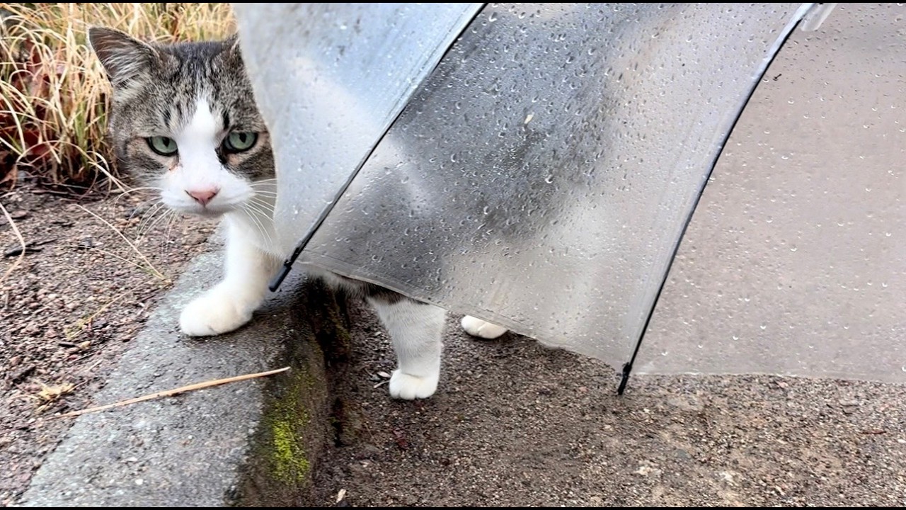 雨の日も可愛い鳴き声で会えて喜んでくれる人懐っこい猫ちゃん