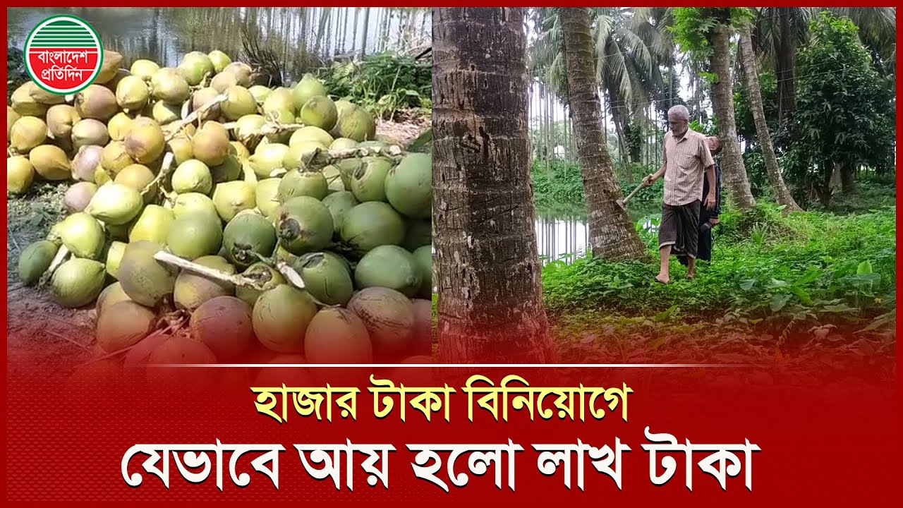 ১০ হাজার টাকা বিনিয়োগে আয় লাখ টাকা | Coconut | Business News | Bangladesh Pratidin Business