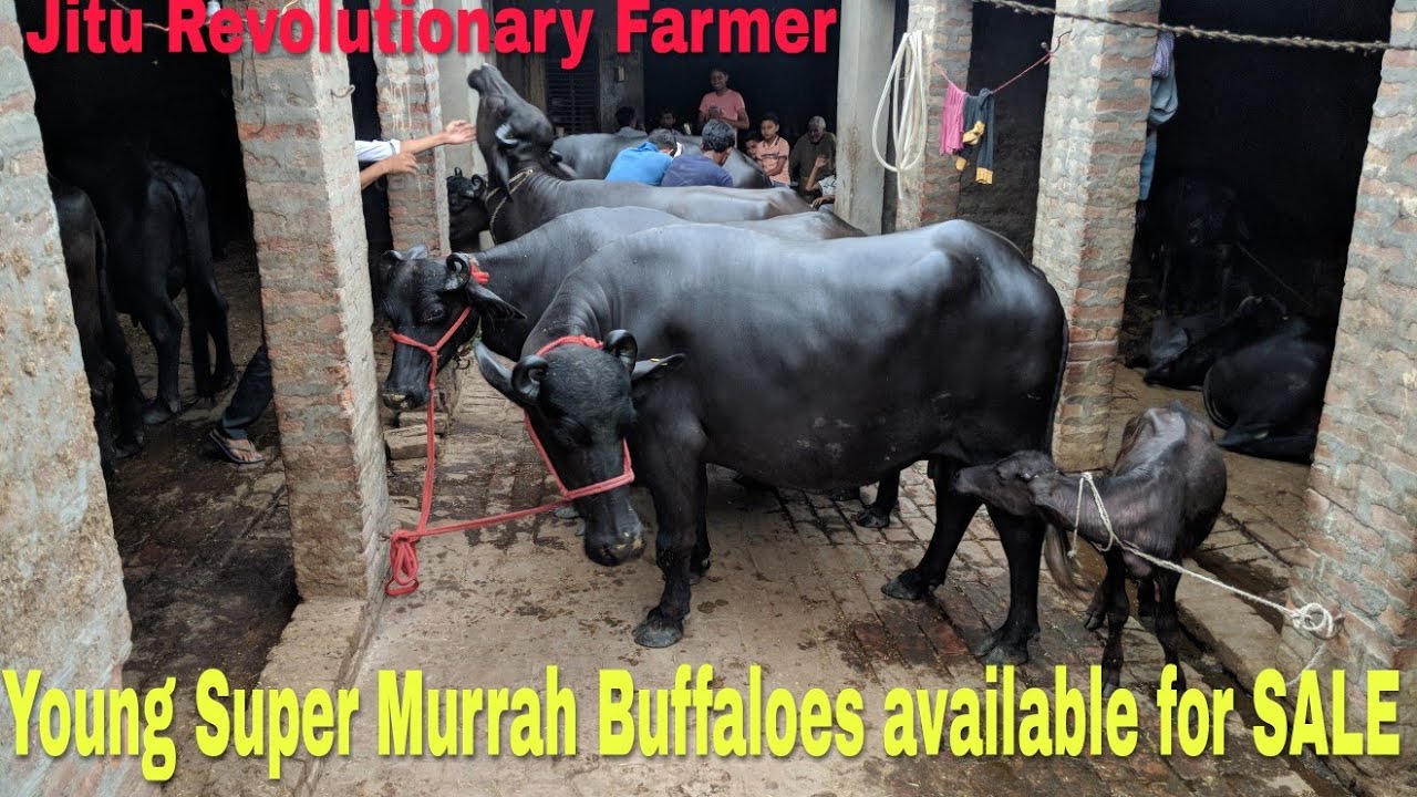 FOR SALE- Young Murrah Buffaloes available for Buyers @Reasonable Price
By an Honest Dairy Kisan-
