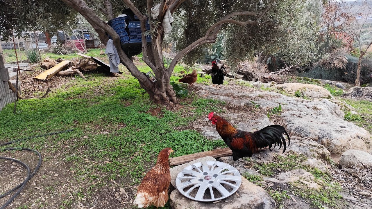 Tavuklarimiz yumurtladi #köy #doğalyaşam #villagevlog #doğalyaşam #köyhayatı 