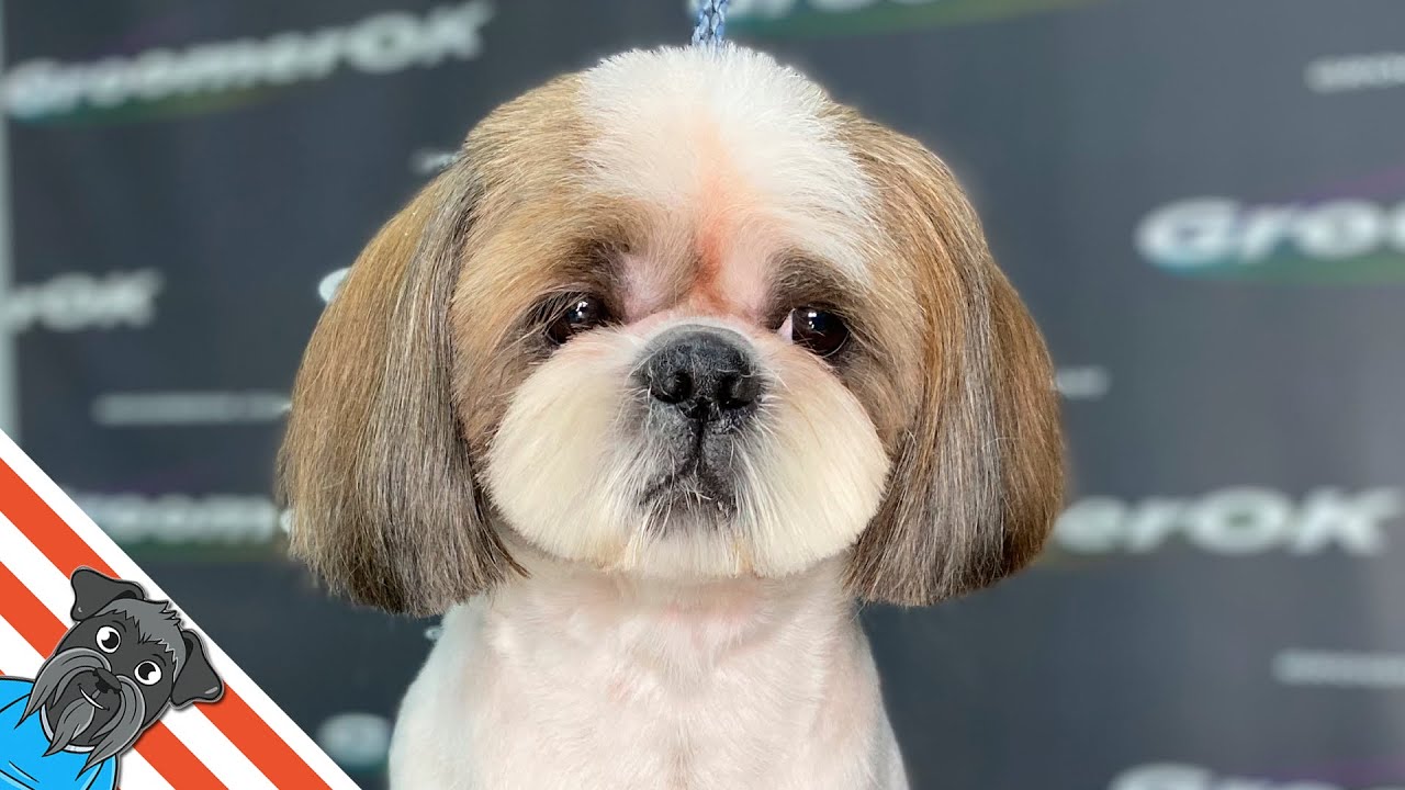 Elegant Shih Tzu Makeover | Serene Grooming Process, Beautiful Results!