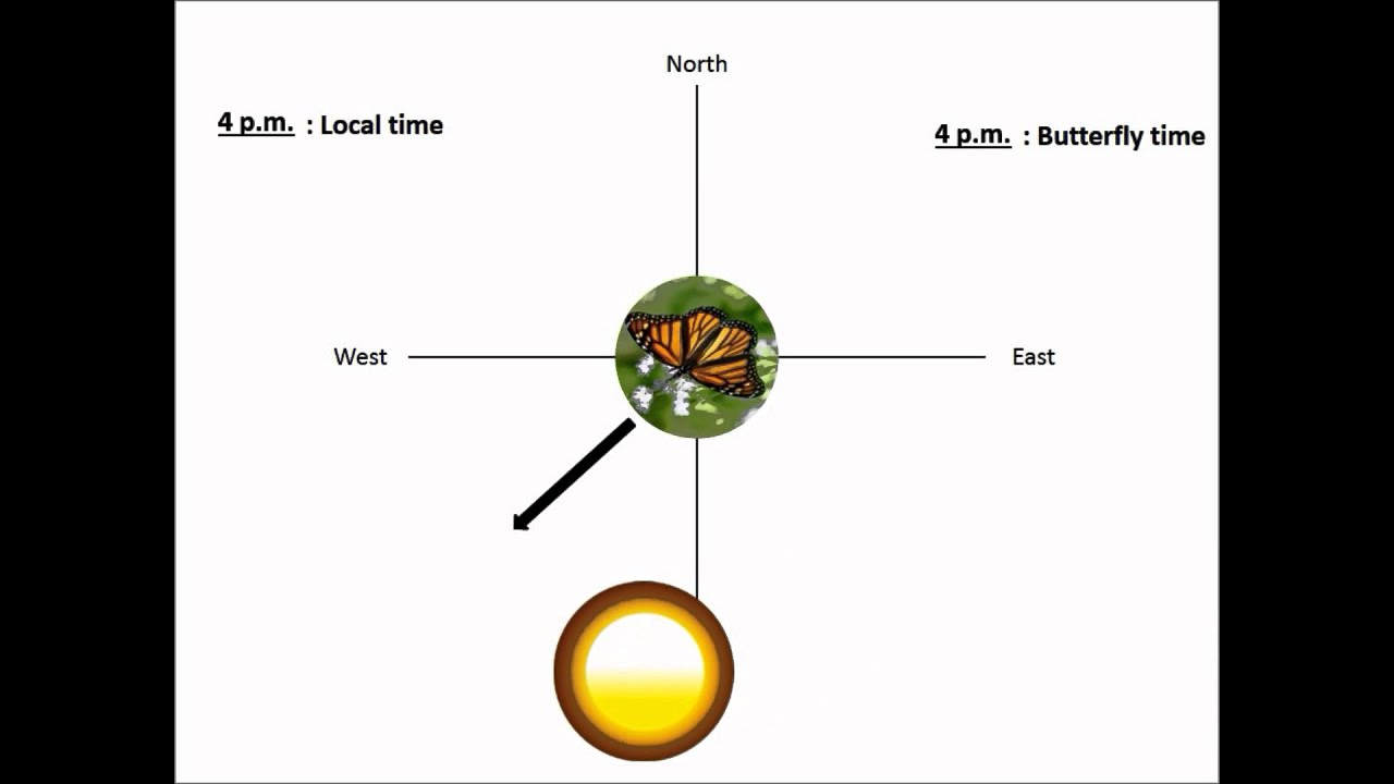 The Biology Behind the Navigation Monarch Butterflies