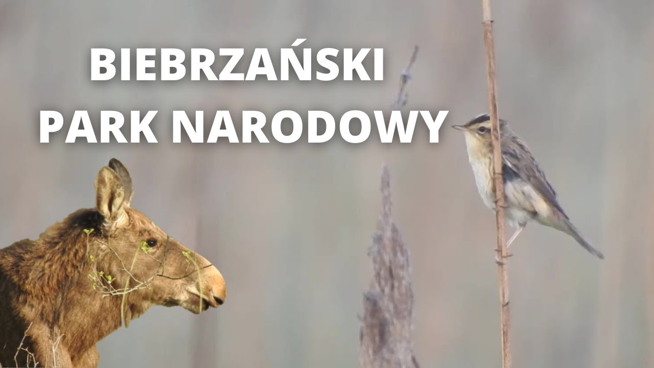Biebrzański Park Narodowy (Biebrza National Park - english subtitles)