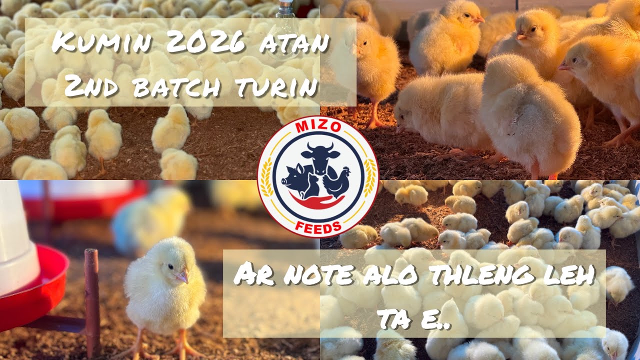 Mizo Feeds | Ar Note lo thleng leh farm a an awm lai.