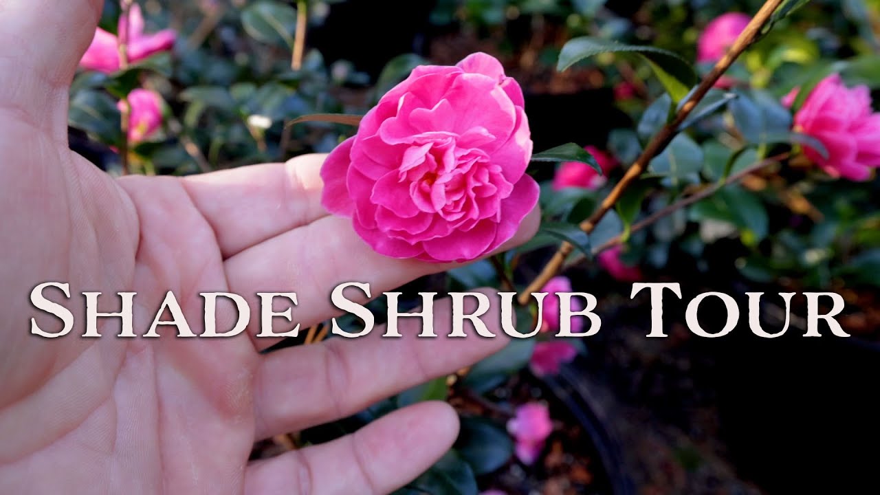 🌸Shade Shrub Tour - Swift Creek Nursery