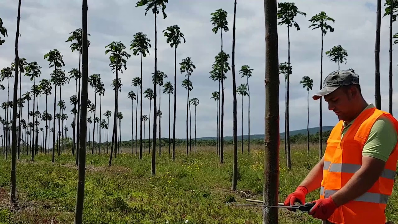 Paulownia in Romania in 2020