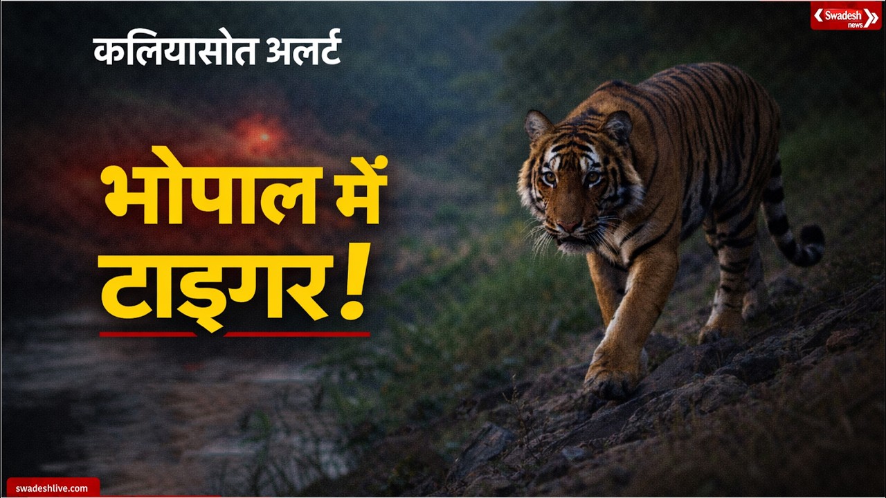 भोपाल के कलियासोत में फिर टाइगर मूवमेंट, इलाके में दहशत, प्रशासन ने जारी की चेतावनी