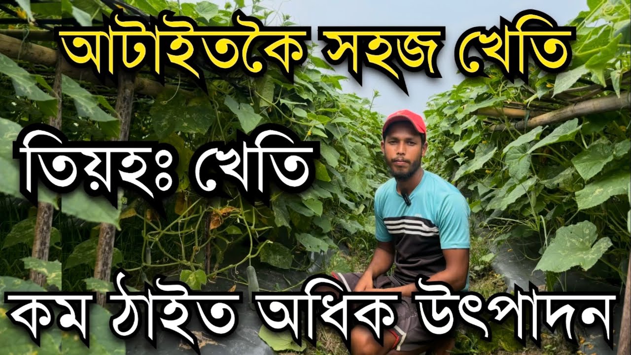 কম ঠাইত  অধিক  কৰিব পৰা তিয়হঃ খেতি #farming #agriculture Cucumber farming in Assam