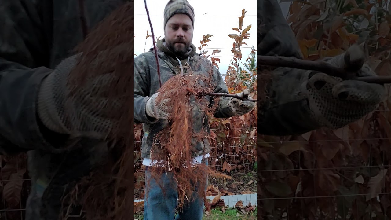 Apple rootstocks