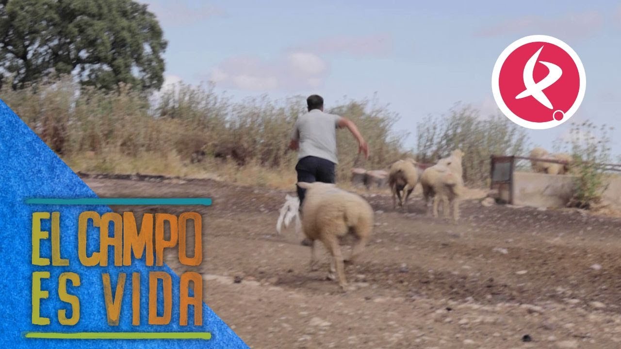 Reparto de tareas con las ovejas | El campo es vida