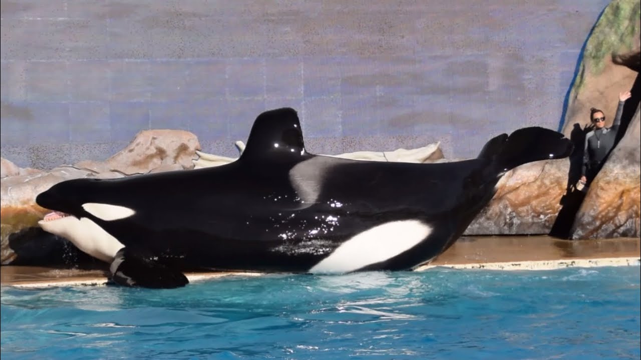 Orca Encounter with Corky, Ikaika & Ulises at SeaWorld San Diego November 23, 2024 at 2PM