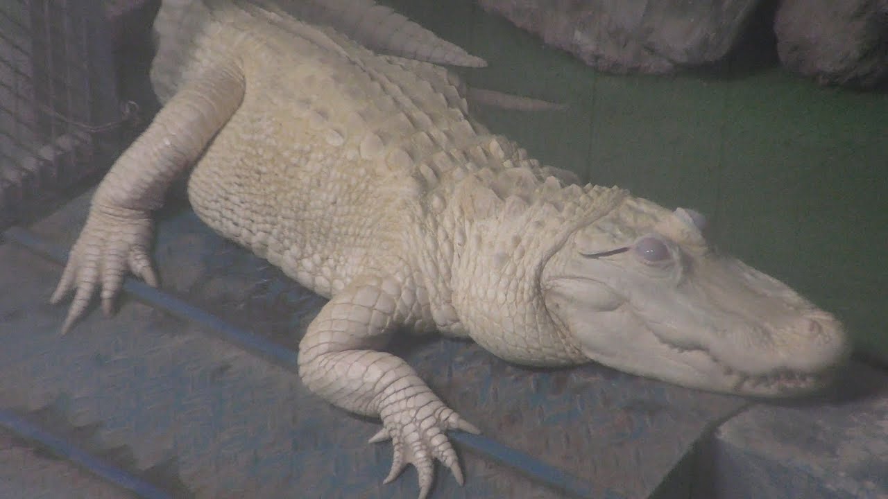 生きている世界の爬虫類館 (東北サファリパーク) 2019年8月4日