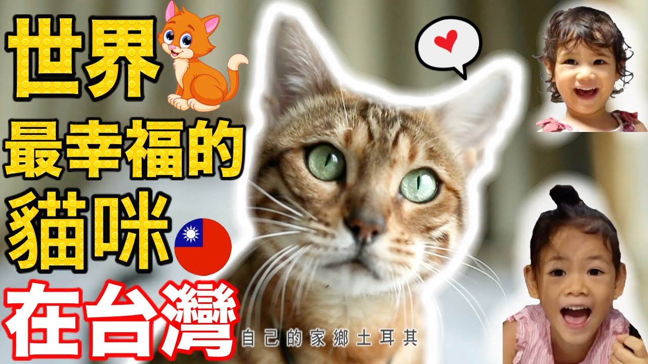 世界只有台灣找得到貓咪村🐈 愛貓者的天堂😍【ONLY in TAIWAN🇹🇼CAT VILLAGE🐱】