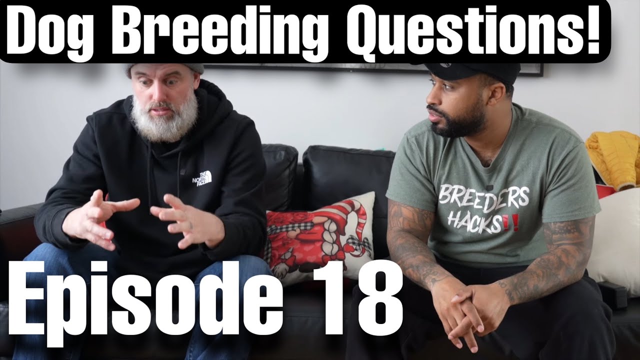 Dog Breeding Questions & Answers! with @doublemusclelinebulls & @chrisandgina