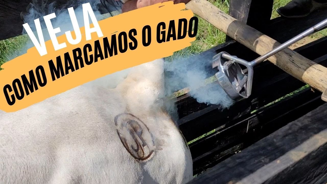 MUITO RÁPIDO - Identificação do GADO com FERRO quente