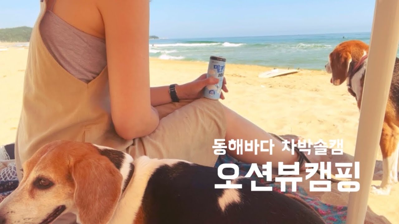 동해바다 차박솔캠/ 비글 바다입수 9초생존수영🏊&zwj;♀️/ 강아지동반캠핑