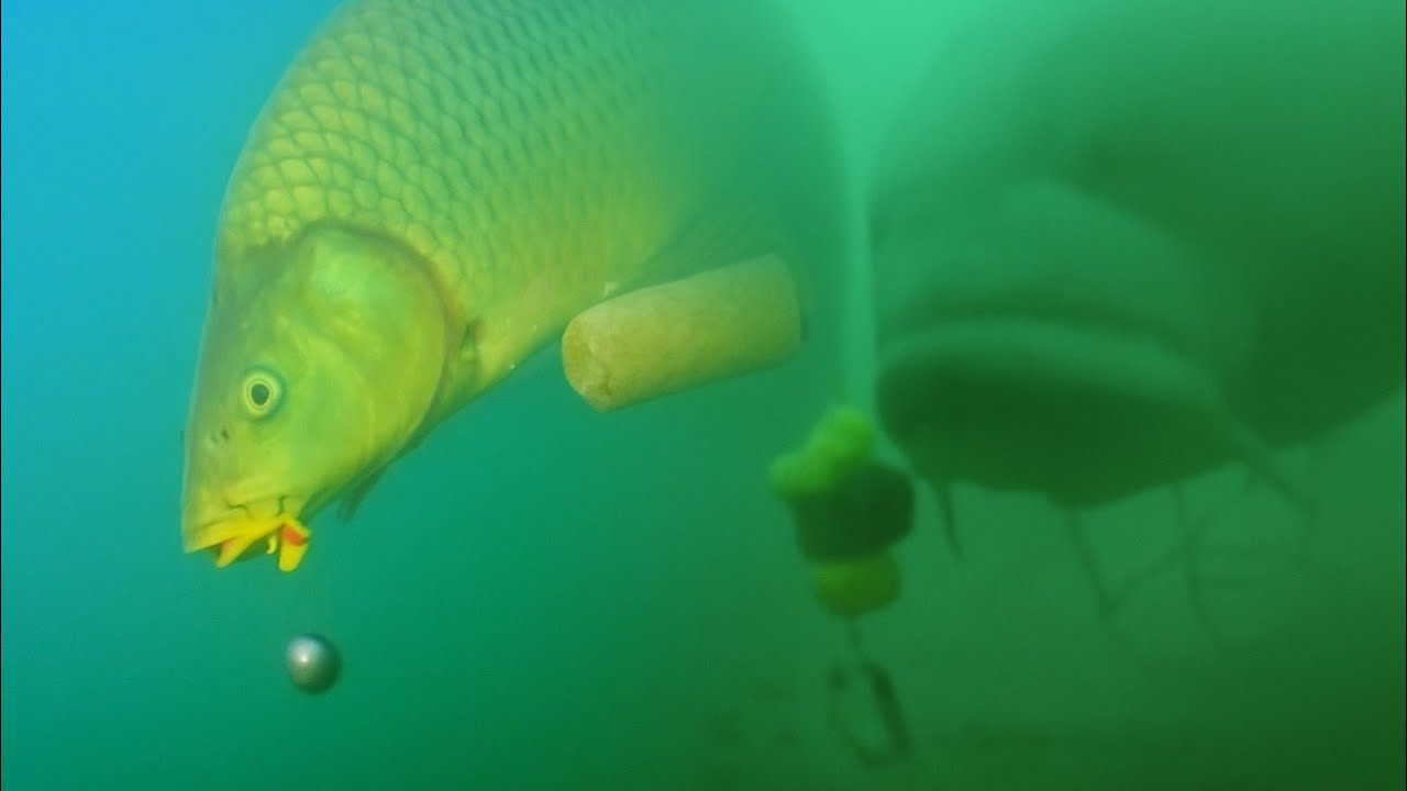 Karpfenangeln mit Unterwasseraufnahmen | Livebiss mit der Fischkeks-Montage