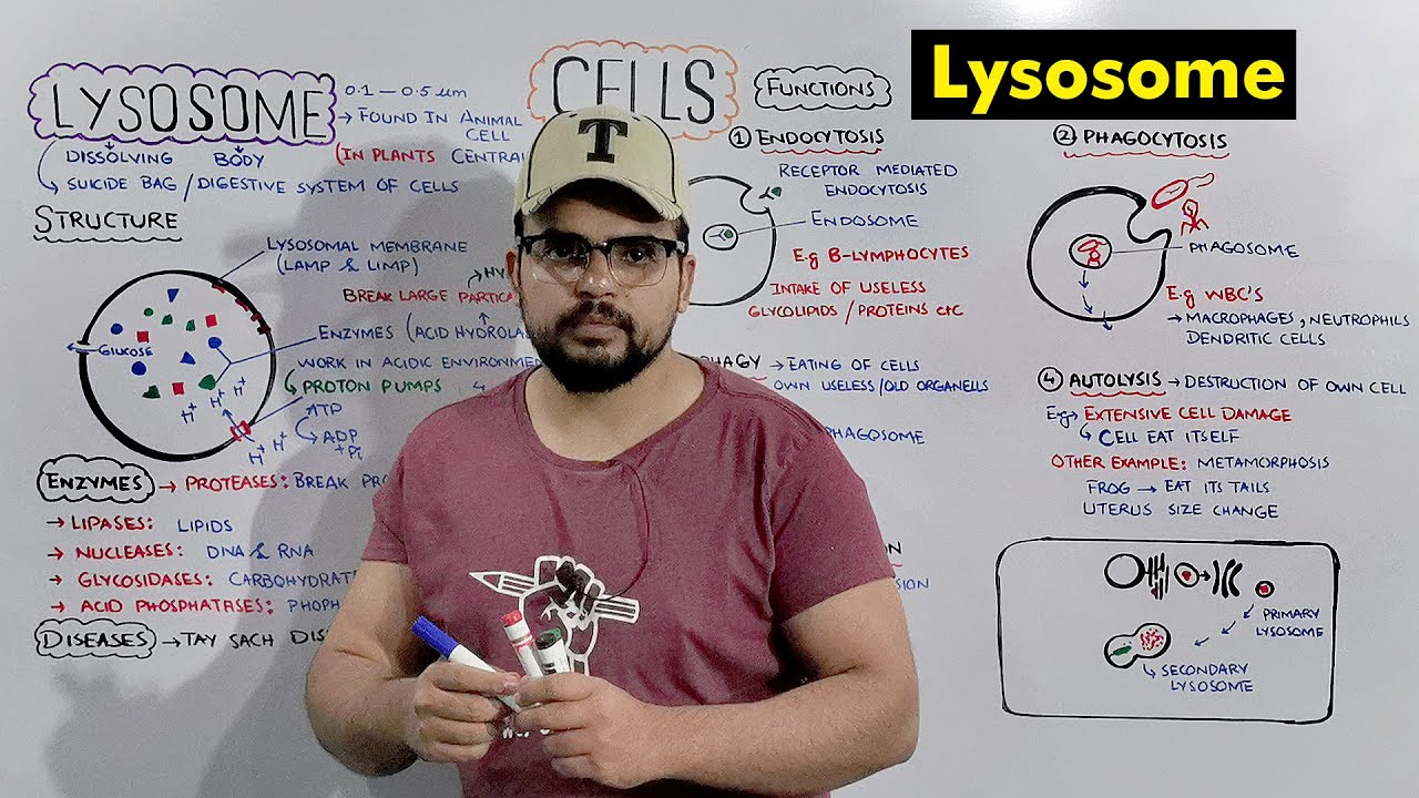 Lysosome : Suicide bag of Cell (Structure and Function of Lysosome) Detailed Series