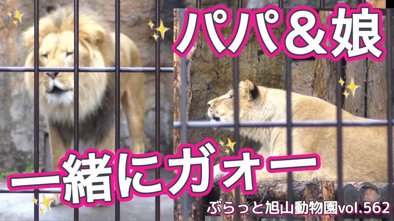 《旭山動物園ライオン＆トラ》オリト＆フウが一緒に咆哮！ママに会えいないメイがした事とは？。オリトイオファミリーvol562/Lion dad＆daughter roaring together.TG