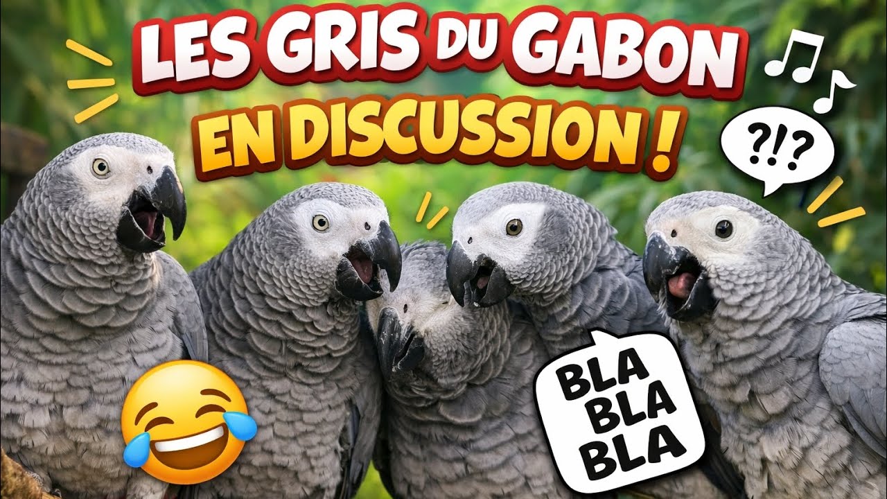 Compilation des discussions des poulets 😅❤️
