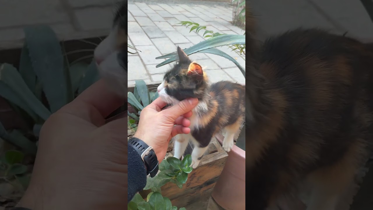 Bana mı baktın? O zaman okşa./Did you look at me? Then go ahead and pet me!