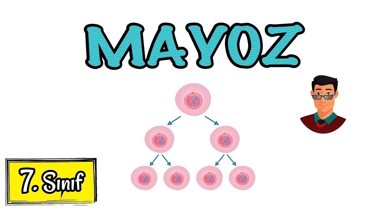 Mayoz Bölünme / 7. Sınıf