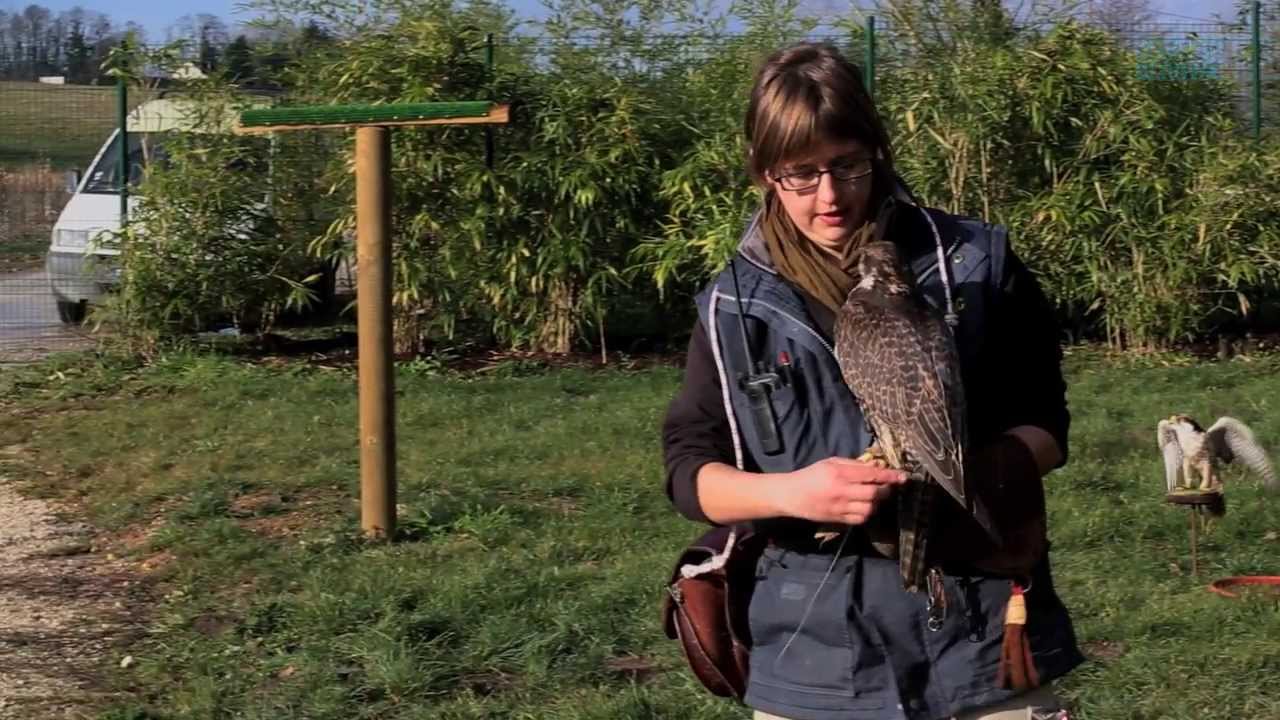 Episode 5 : rapaces en formation, fourmilier en consultation. Beauval, un œil en coulisse