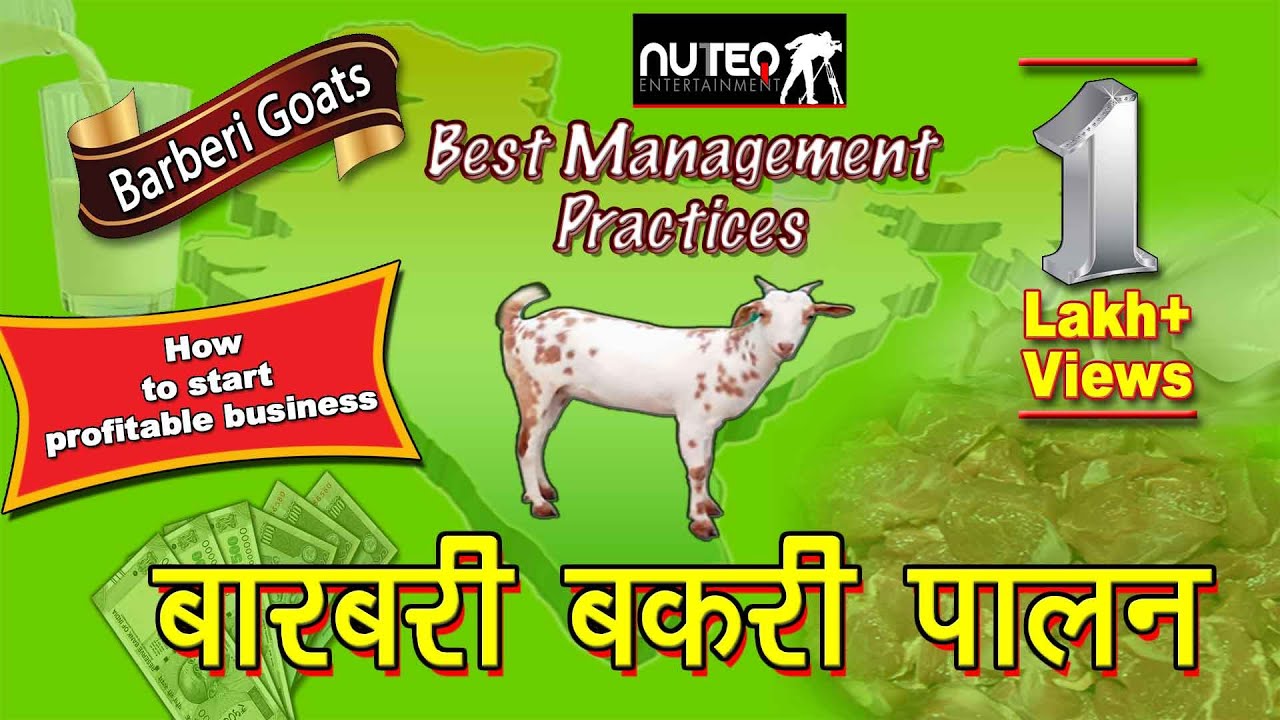 Barberi Bakri Palan |  बारबरी बकरी और उसकी विशेषताएं  | Goat Farming Business