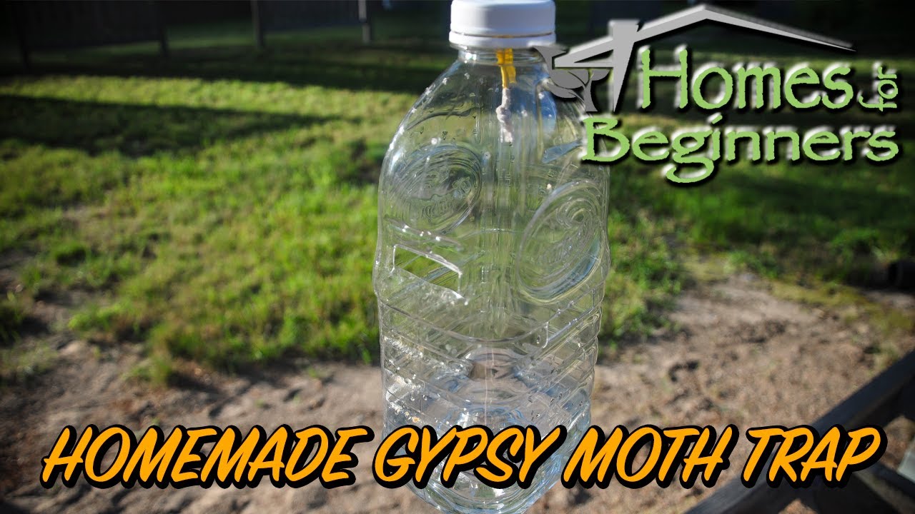 How to Make a Gypsy Moth Trap Using a Plastic Bottle