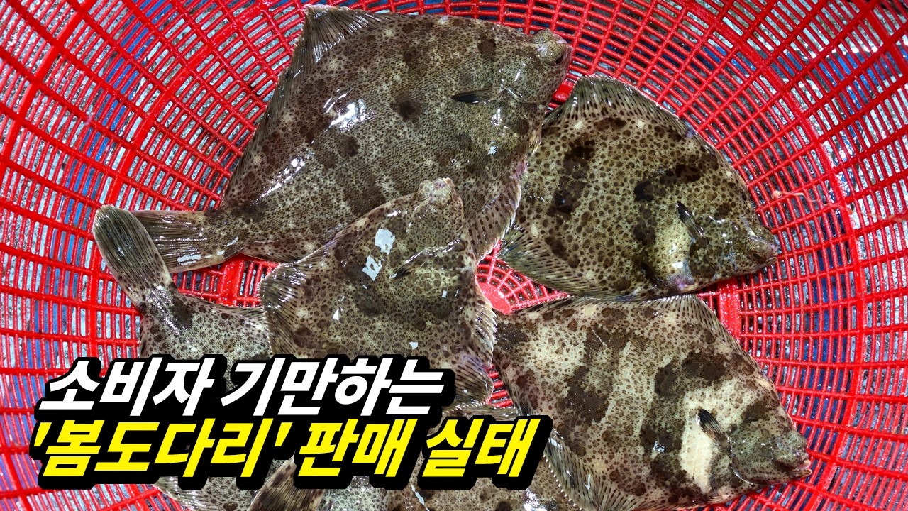 모르면 무조건 당합니다! 여러분이 드신 도다리가 가짜인 이유