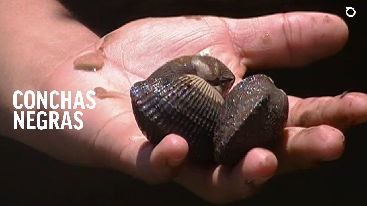 Conchas negras &iquest;C&oacute;mo diferenciar entre el macho y la hembra?