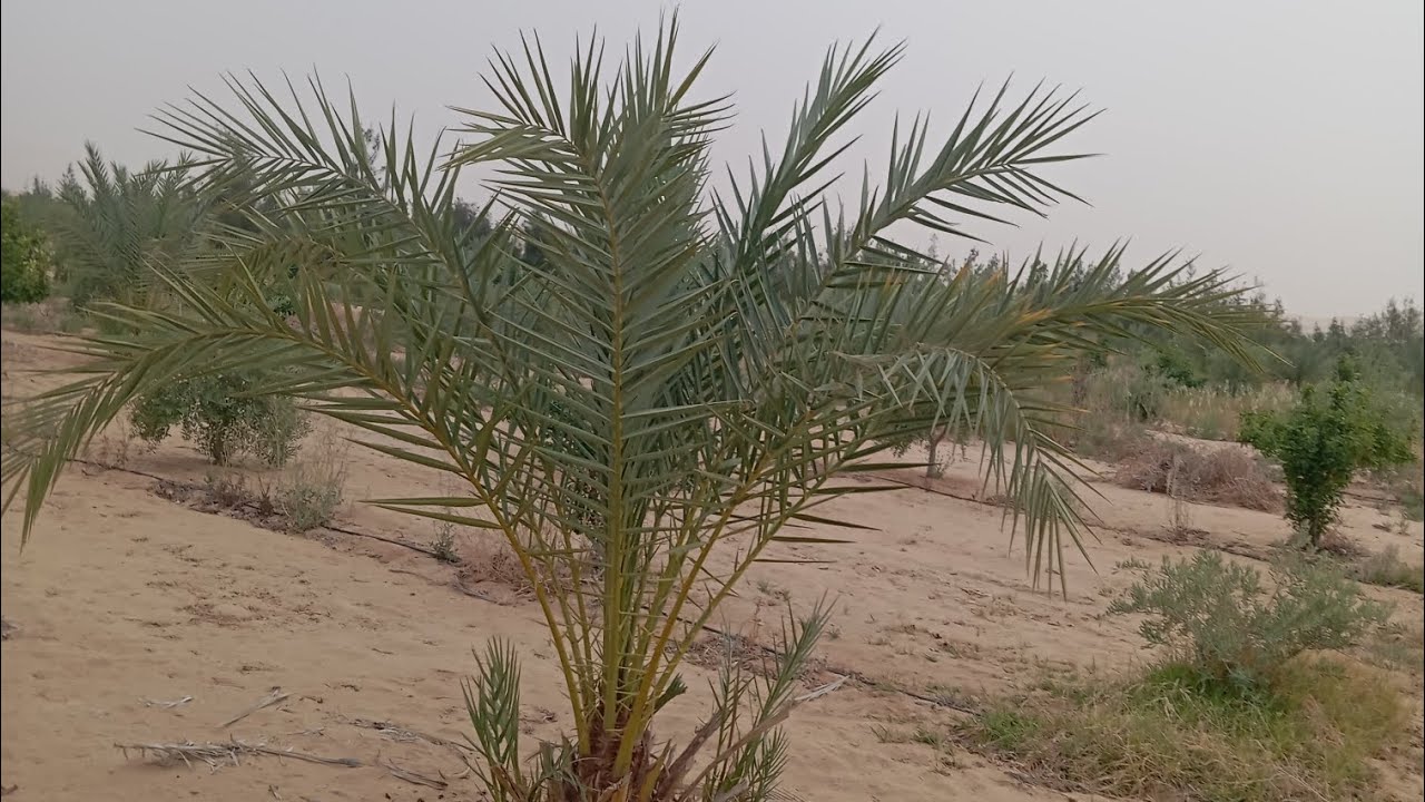 مزرعة ٤٣ فدان مثمر للبيع