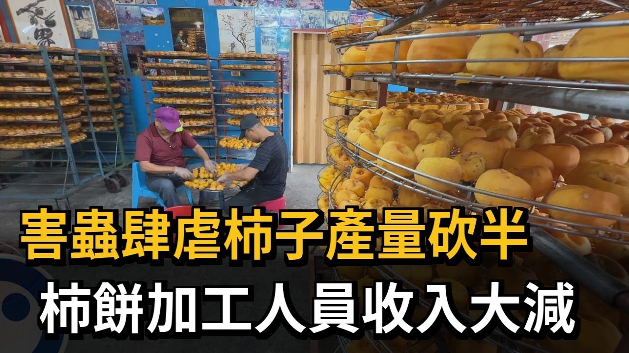 害蟲肆虐柿子產量砍半　柿餅加工人員收入大減－民視新聞