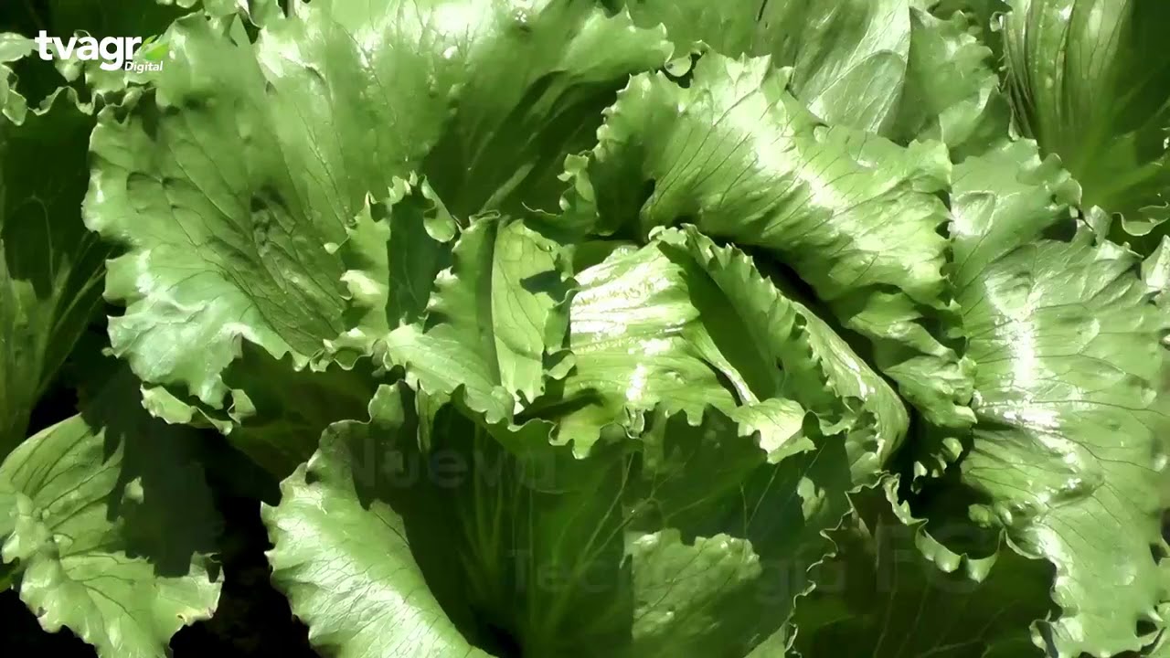 Control de Nematodos y Plagas del suelo