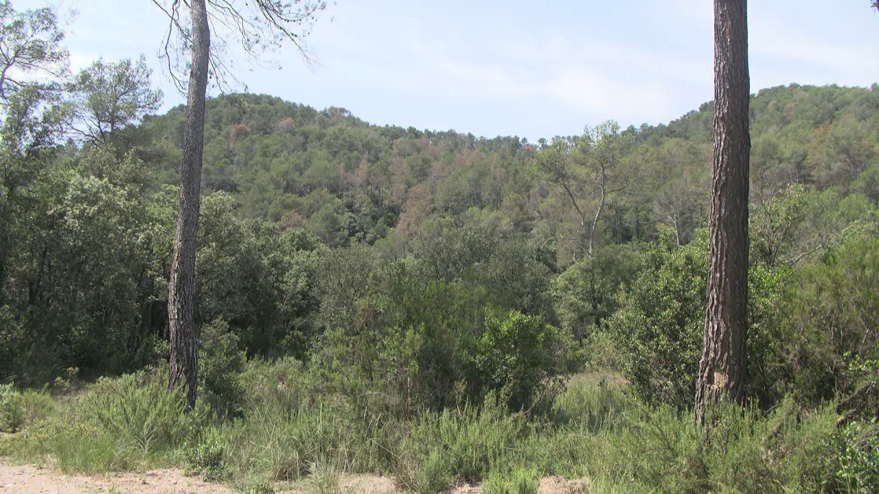 L'alcalde dicta el ban de prevenció d'incendis forestals