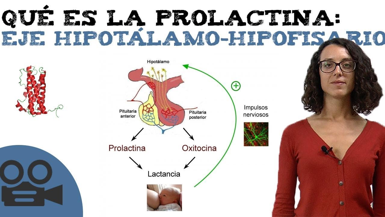 Qué es la prolactina- eje hipotálamo-hipofisario