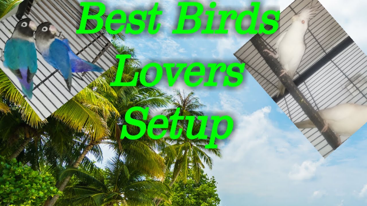 Best Birds Lovers Setup