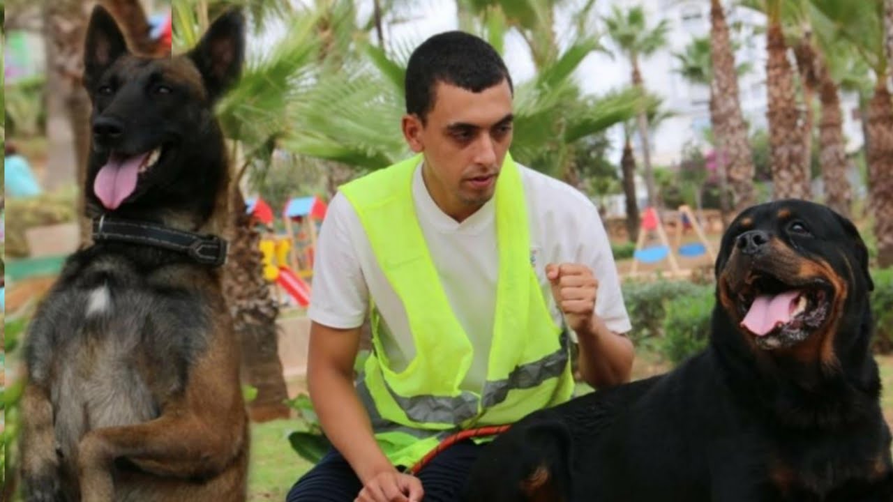 عصابة الكلب الوفي وسرقة المخدرات...(الكلب الوفي)