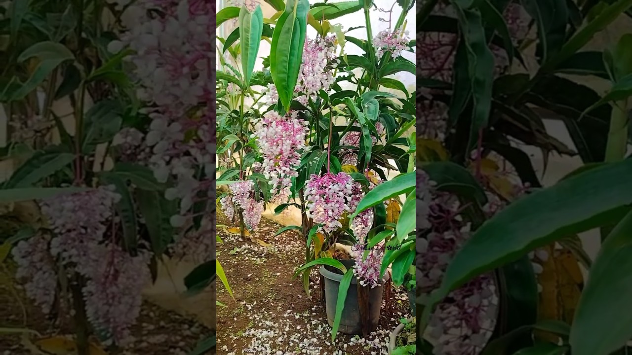 Medinilla Giant Chandelier Plant/ Medinilla dolichophylla x alata #plants #ornamental #vibes #vibe