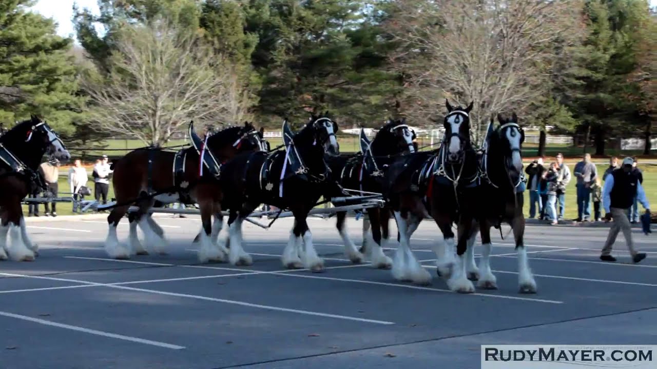 The Budweiser Clydesdale Horses of Merrimack, New Hampshire