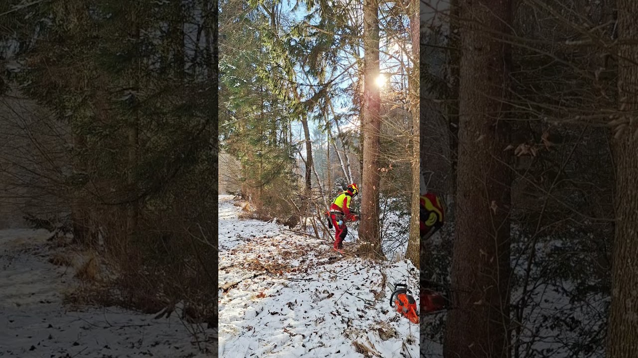 Baum Fällen mit Husqvarna 562 XP 